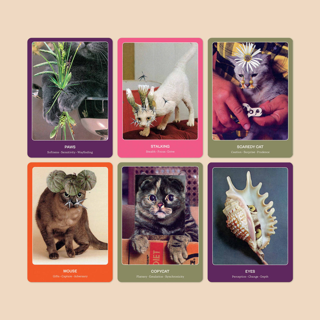 Das Katzenorakel: 33 Karten Deck & Handbuch